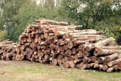 Holzstämme - Kaminholz Rausch